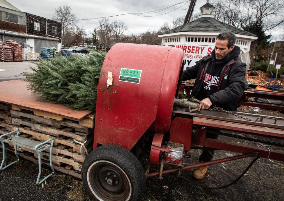 John Rodrigues, whose family has owned Tony's Nursery in Larchmont for over 100 years, pulls a Christmas tree through a tree baler for a customer Dec. 11, 2023. Rodrigues says that the nursery will sell several thousand Fraser Fir trees during the holiday season. All his trees come from either Canada or North Carolina.
