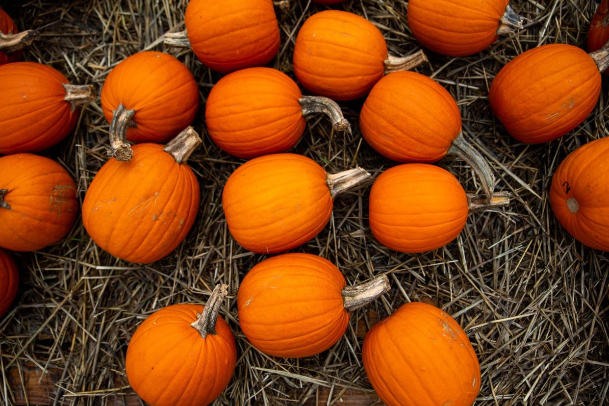 Pumpkins await residents of farms in the Holland area.