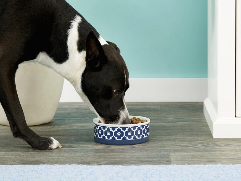 Bone Dry Ceramic Dog Bowl