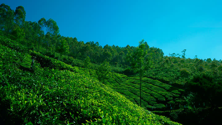 3. Munnar