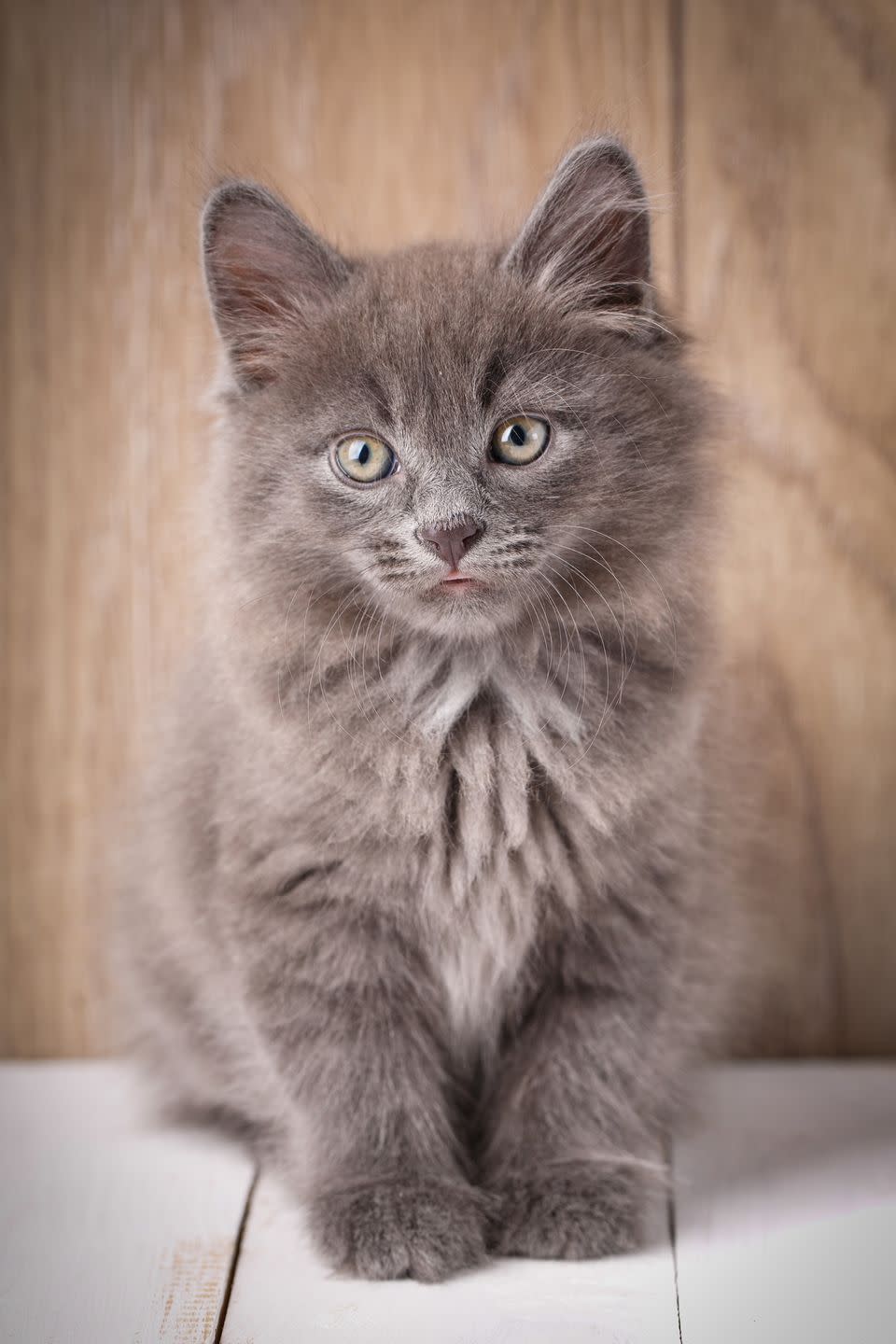 American Bobtail