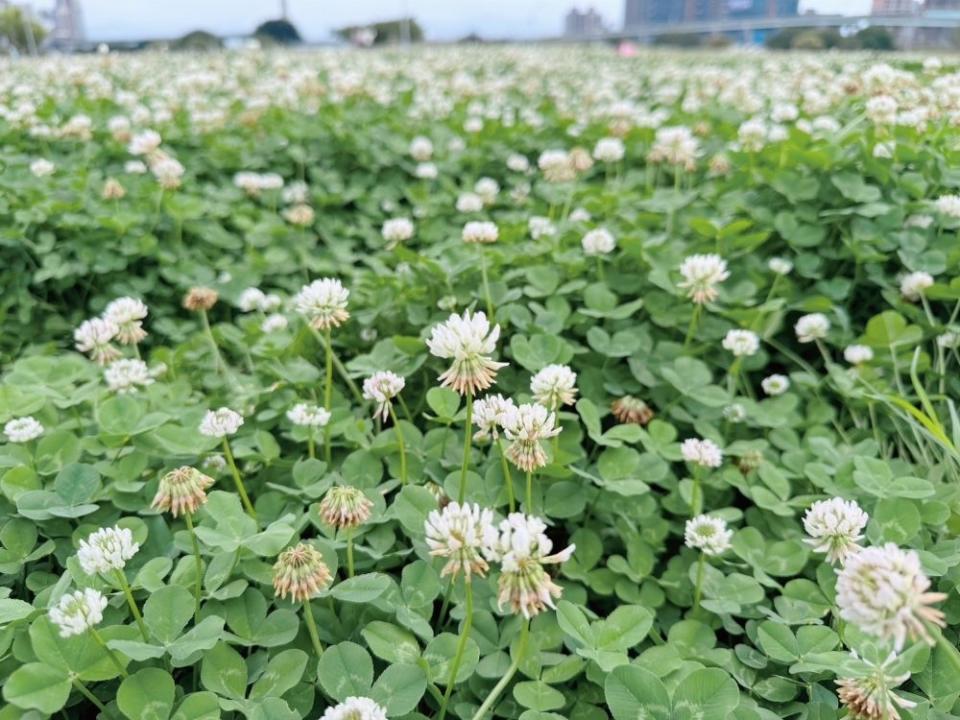 《圖說》幸運草在新北大都會+幸福水漾公園灑滿幸福。〈高灘處提供〉