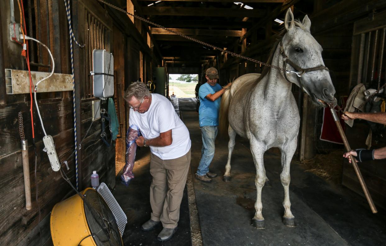 Dr. Luel Overstreet of Corydon, Ky., pulls on a long plastic glove before he performs an exam on a mare at his farm outside Henderson, Ky. Overstreet's son, Kevin Overstreet, in background, helped control the horse during the exam. Sept. 6, 2023.