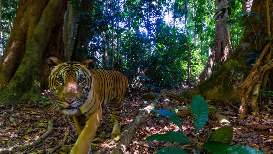 Ο φωτογράφος Emmanuel Rondeau χρειάστηκε πέντε μήνες για να απαθανατίσει την τέλεια λήψη μιας τίγρης της Μαλαισίας.  -Emmanuel Rondeau/WWF-ΗΠΑ