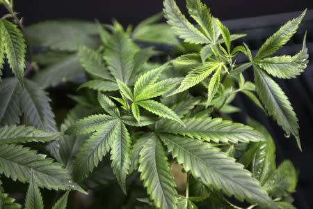 FILE PHOTO: Marijuana plants for sale are displayed at the California Heritage Market in Los Angeles, California July 11, 2014. REUTERS/David McNew