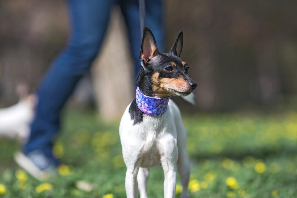 toy fox terrier wearing a thick floral collar