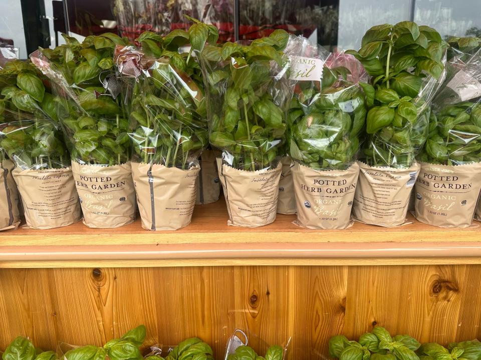 Basil plant pots on a shelf in Trader Joe's