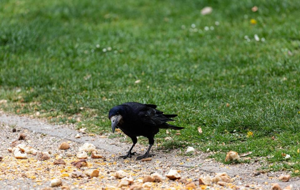 A crow eating spilled bird seed on the ground in a residential yard.