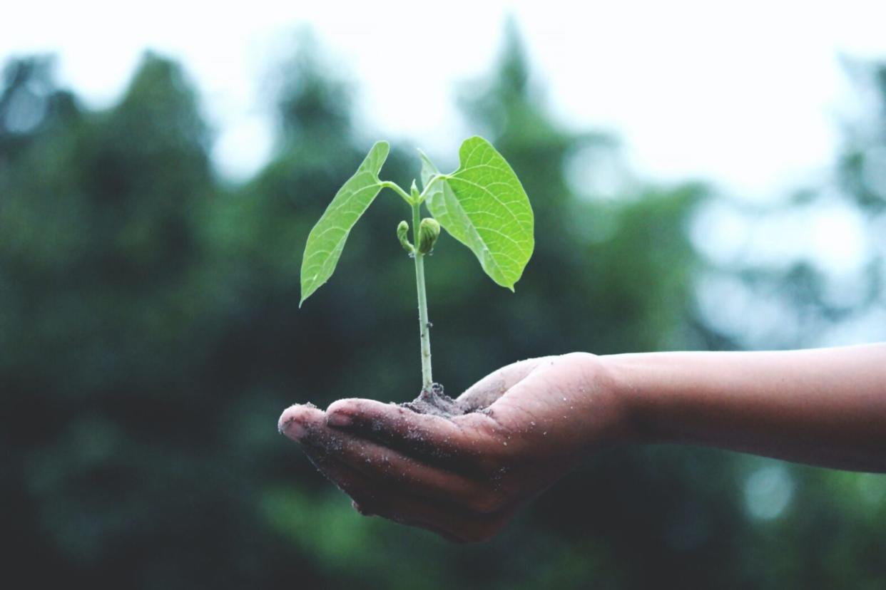 Hand with sprouting plant - Earth Day Festivals To Attend