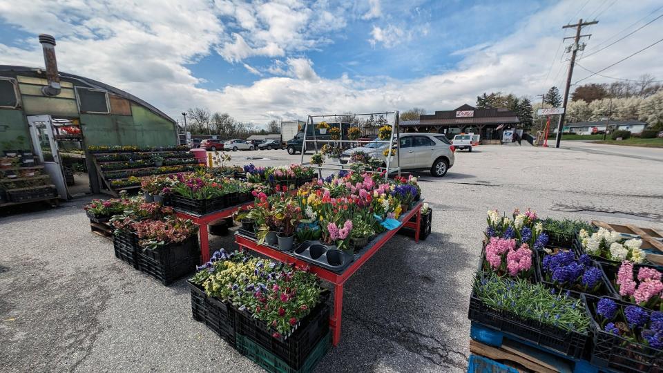 The greenhouse at Dottie's Family Market spills out into their large parking lot that has one continuous entrance with no curbs. Austin Hogue says that one of the appeals of the store is that people can fly in and out from any direction.