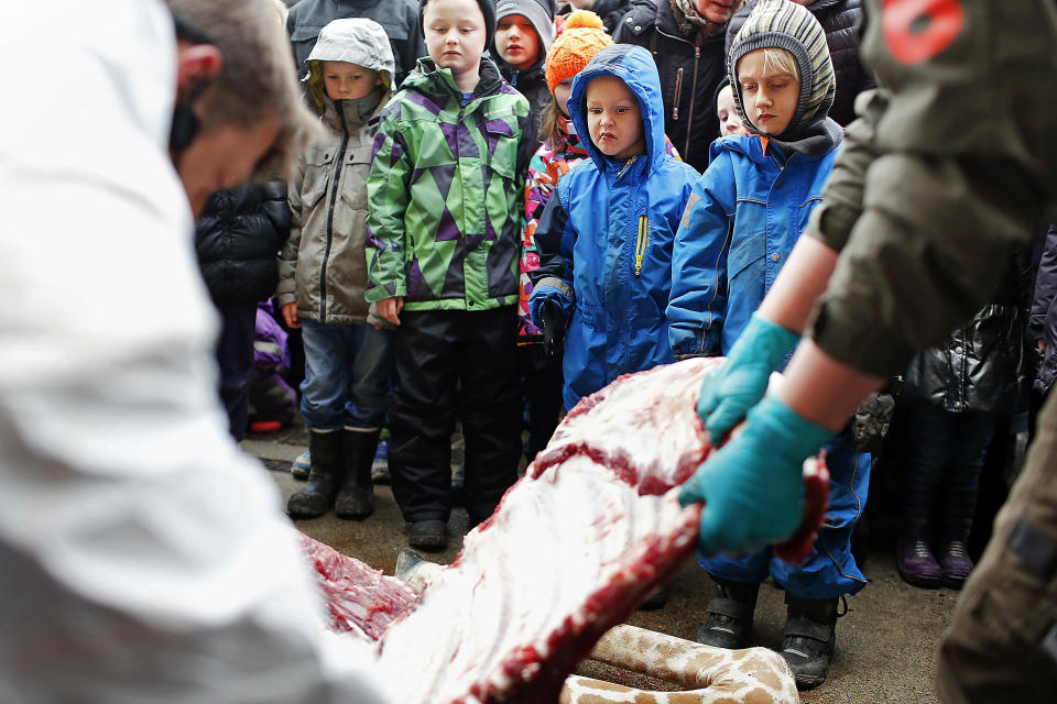 Children watch as Marius, a male giraffe, is dissected, at the Copenhagen Zoo, in Denmark, Sunday, Feb. 9, 2014. Copenhagen Zoo turned down offers from other zoos and 500,000 euros ($680,000) from a private individual to save the life of a healthy giraffe before killing and slaughtering it Sunday to follow inbreeding recommendations made by a European association. The 2-year-old male giraffe, named Marius, was put down using a bolt pistol and its meat will be fed to carnivores at the zoo, spokesman Tobias Stenbaek Bro said. Visitors, including children, were invited to watch while the giraffe was dissected. (AP Photo/Polfot, Rasmus Flindt Pedersen) DENMARK OUT