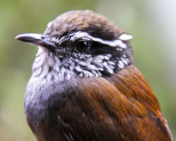 The Munchique Wood-Wren.