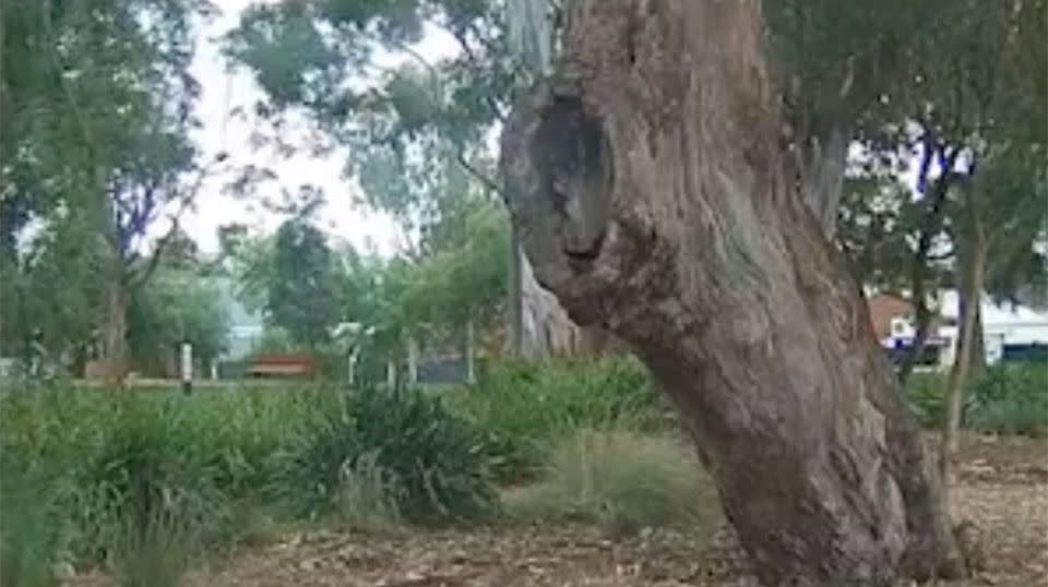 Parking underneath some trees, Mr Pape said he had no idea he was parking illegally. Source: Michael Pape