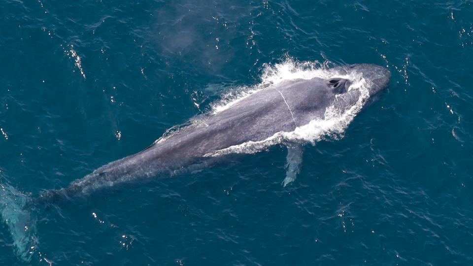 A blue whale spouts water as it rests at the surface of the Indian ocean near Koggla, Galle District, Southern Province, Sri Lanka October 27 2017.
