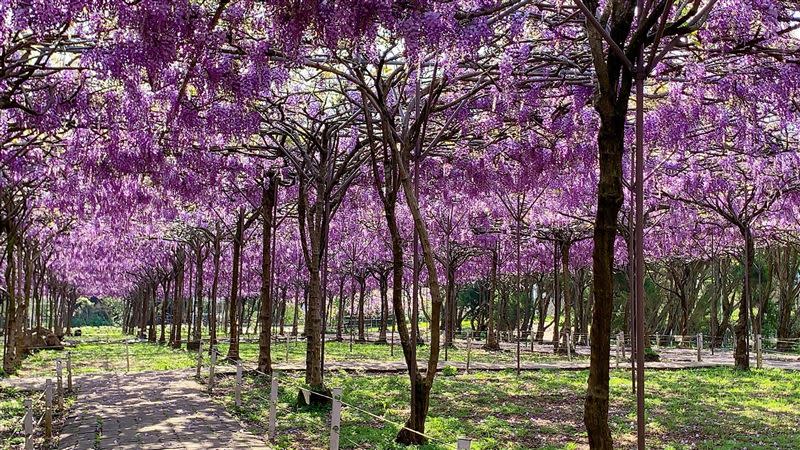 一年一度全台最大「淡水紫藤花園」開放，二號水源園區3月20日進入盛開期。（圖／翻攝自淡水紫藤花園臉書粉專）