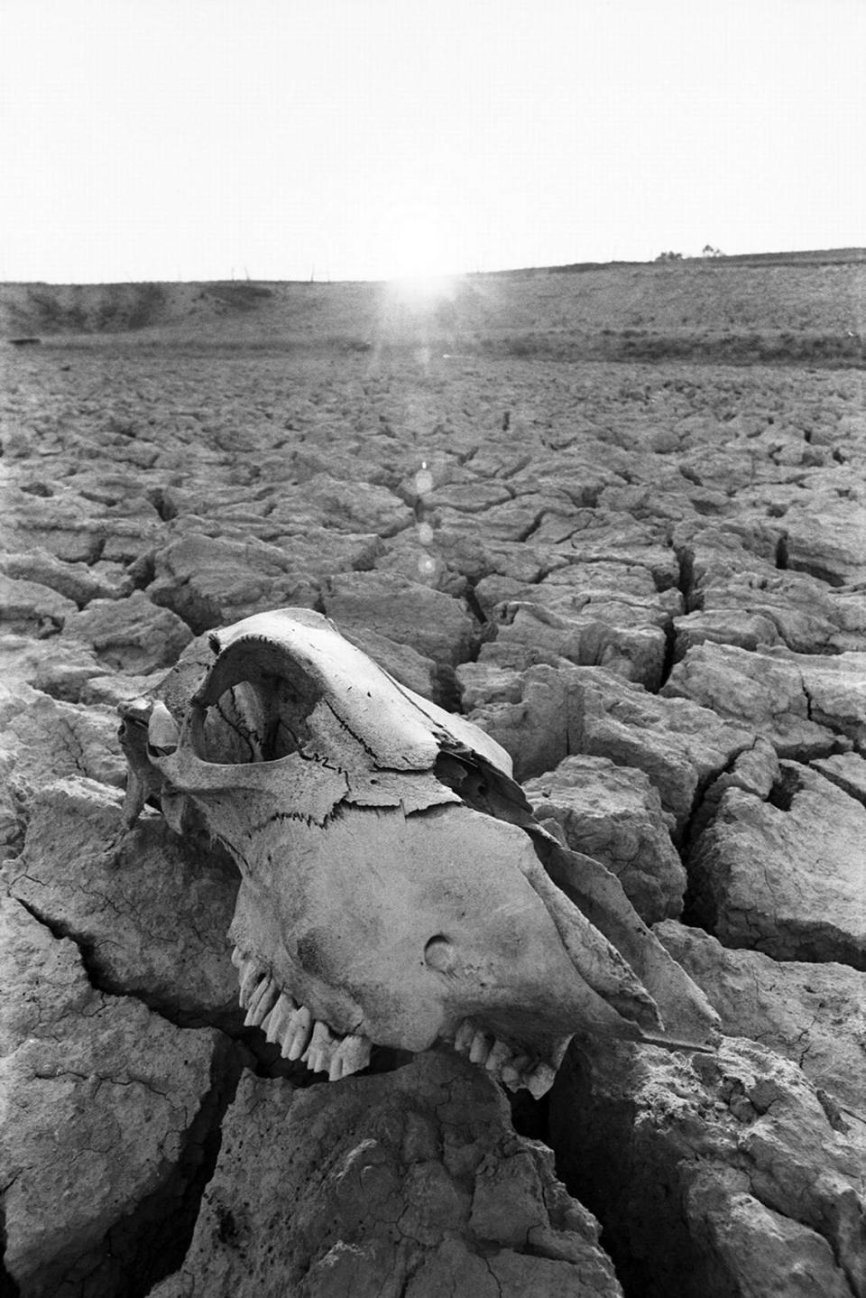 Aug. 1, 1980: A cattle skull is seen resting on dry, cracked clay near Azle, Texas. Larry C. Price/Fort Worth Star-Telegram archive/UT Arlington Special Collections