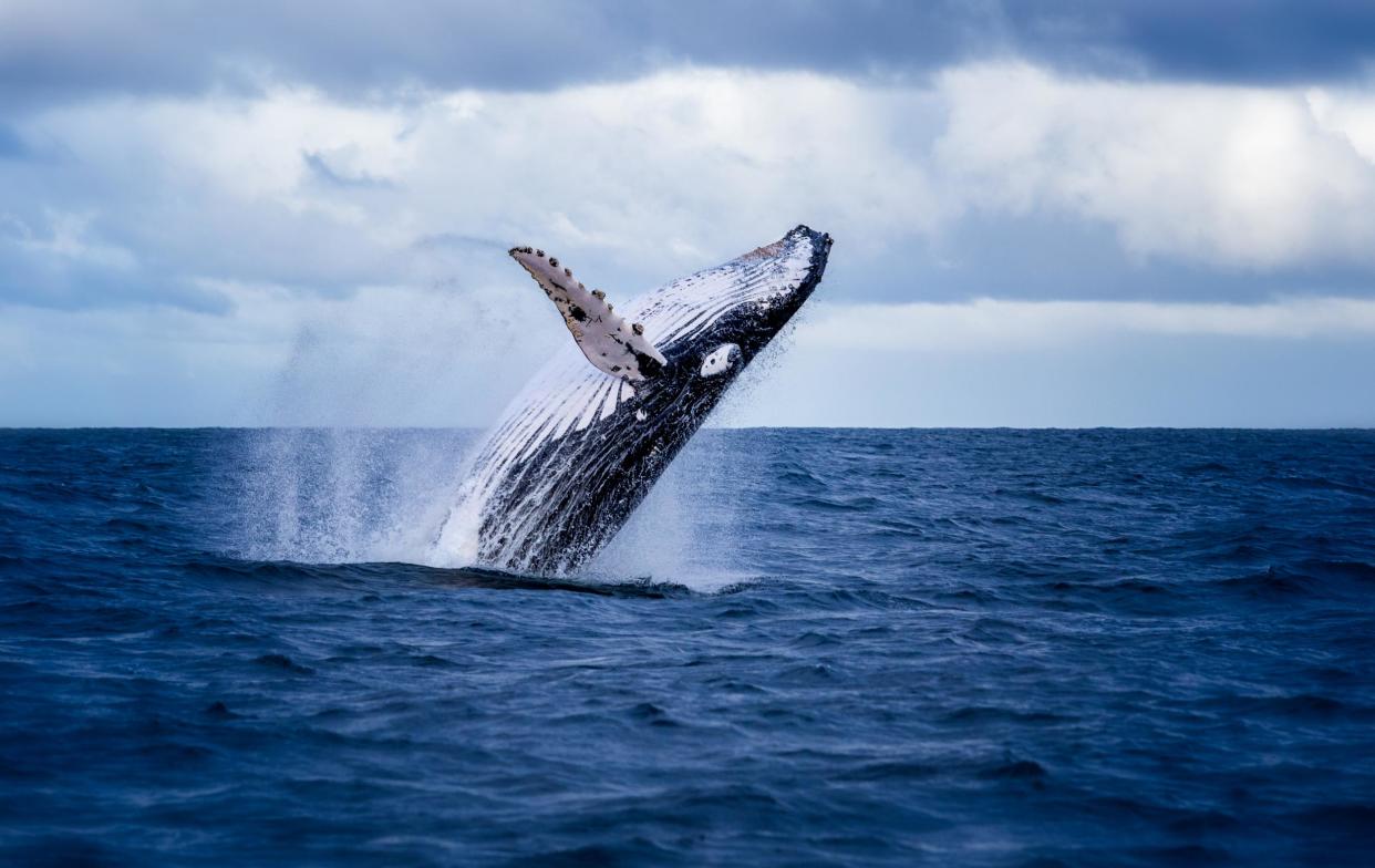 A woman was struck by the giant mammal's tail and sustained fractured ribs and internal bleeding: Shutterstock / Nico Faramaz