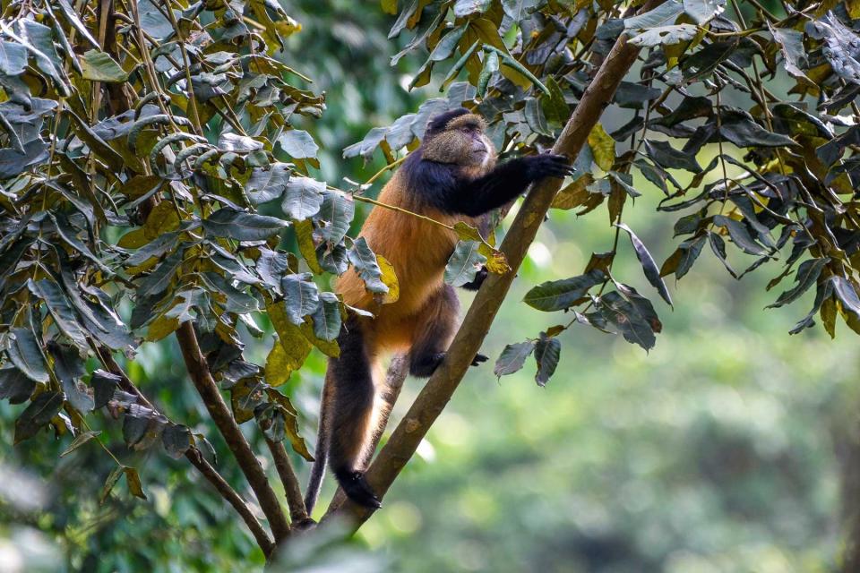 A golden Monkey in the Gishwati forest