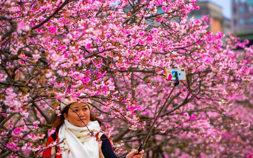 Cherry blossom in Japan - Shutterstock