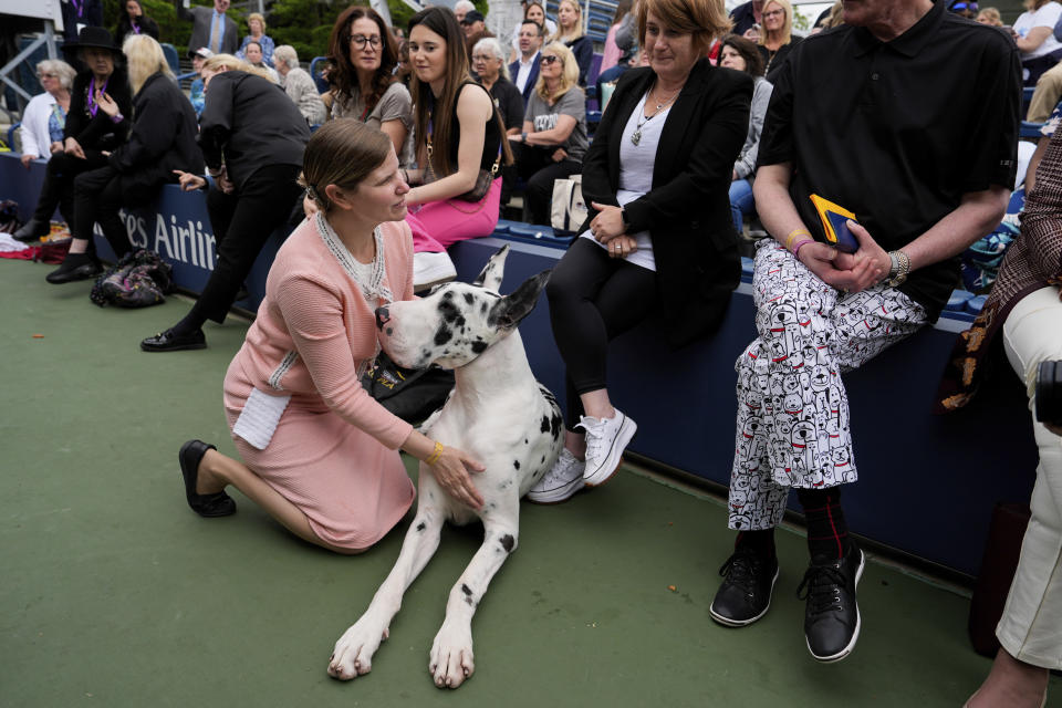 A Great Dane waits for breed group judging at the 148th Westminster Kennel Club Dog show, Tuesday, May 14, 2024, in New York. (AP Photo/Julia Nikhinson)