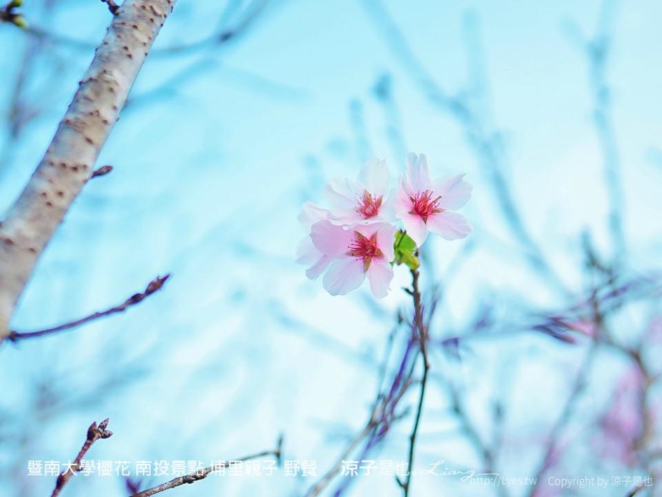 南投埔里｜暨南大學 賞櫻