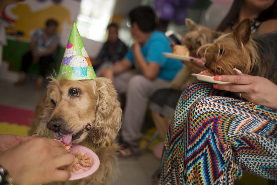 En esta foto del domingo 6 de abril de 2014, Honey, de 12 años, izquierda, y otros invitados caninos comen pastel en la fiesta de cumpleaños de la perrita Camila, de un año, en Ciudad de México.(AP Photo/Rebecca Blackwell)