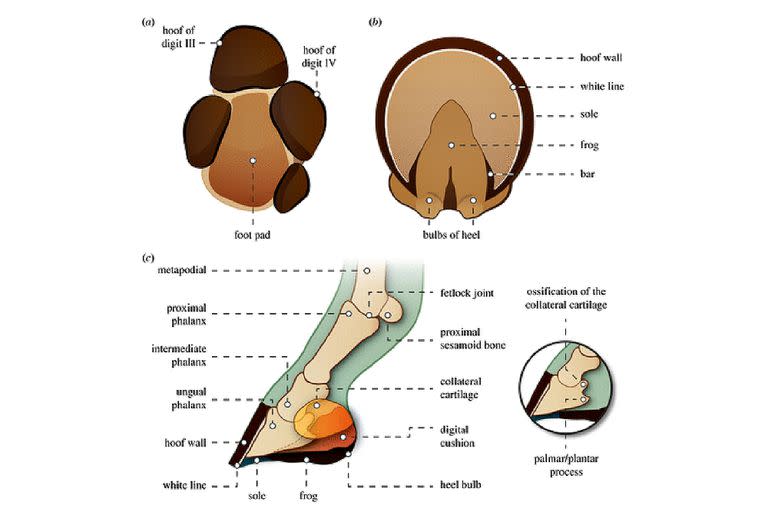 Evolución de los dedos del caballo en un solo casco