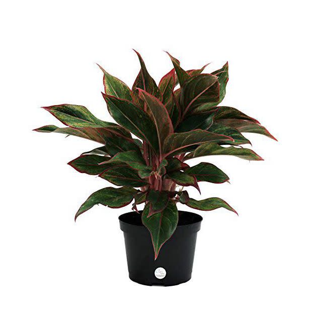 1) Aglaonema Red Chinese Evergreen Live Indoor Plant