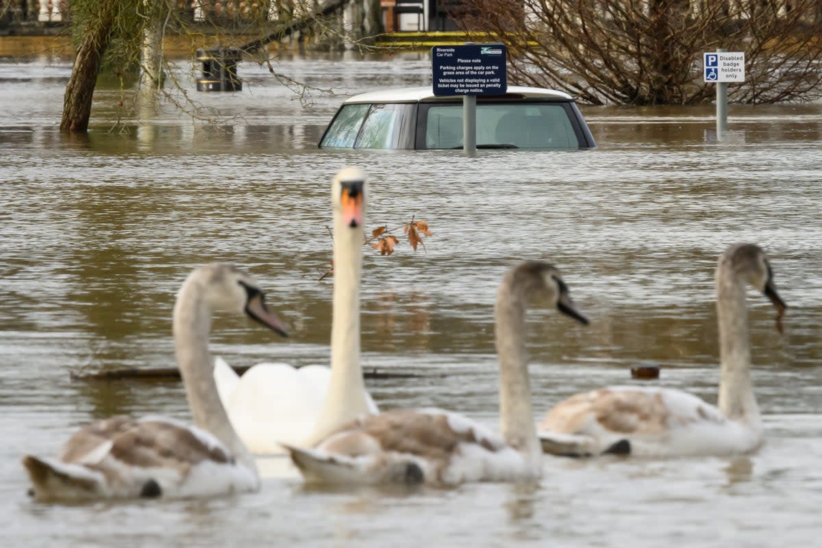 File image: Swans swim past a submerged car in a car park in January in Wallingford, United Kingdom.  More rain is set to fall on saturated grounds this week prompting flooding concerns   (Getty Images)