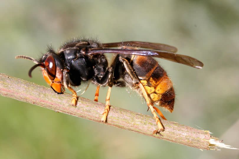 An Asian hornet wasp