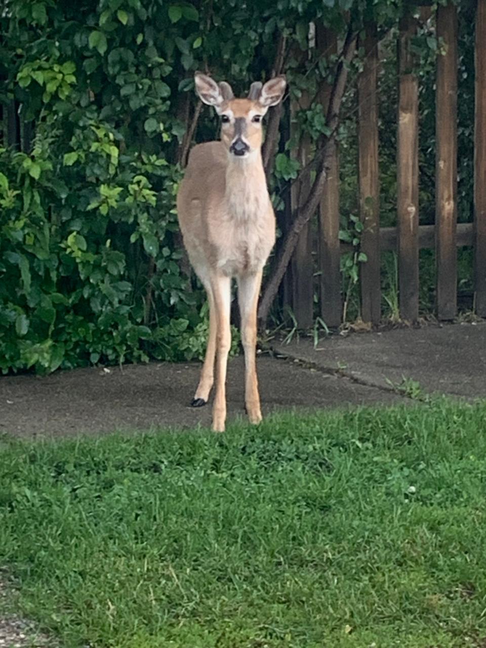 You're as likely to find a deer as a person trimming the lawn of the former miners' house in Red Lodge, Montana, where columnist Carrie Seidman is on a writing retreat.