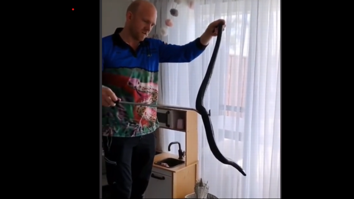 The snake catcher said the snake looked “huge” and “healthy.” Screengrab from Sunshine​ Coast Snake Catchers' TikTok video