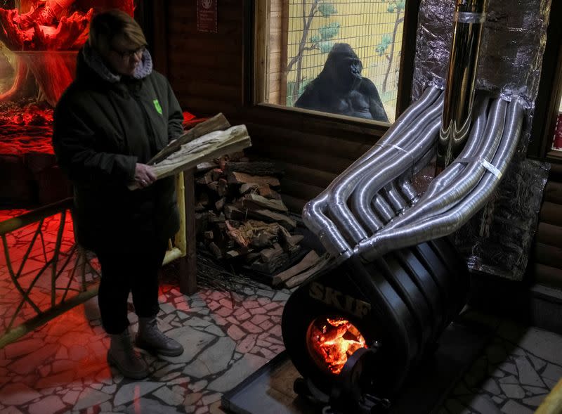 FILE PHOTO: A 48 year-old gorilla Tony sits next to a wood stove, which heats his enclosure in zoo in Kyiv
