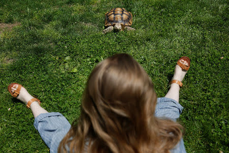 Henry, an African spurred tortoise, walks in the grass of Central Park as his walker Amalia McCallister sits in New York, May 19, 2016. REUTERS/Shannon Stapleton