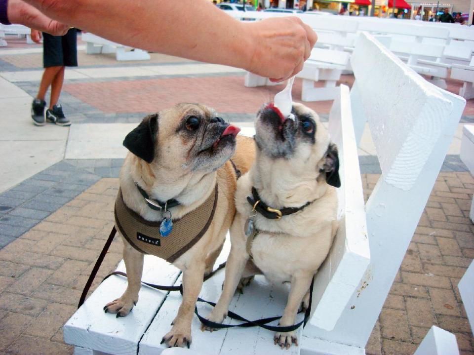 This June 2013 photo shows a pair of pug dogs getting a taste of Kohr Bros. Frozen Custard in Rehoboth Beach, Del. Although dogs are not permitted on the beach or boardwalk from May 1-Sept. 30, it’s otherwise a dog-friendly destination, with a number of businesses offering treats and accommodations. Kohr Bros. custard is designed for human consumption but doting owners might try offering their dogs the peanut butter-flavored custard. (AP Photo/Linda Lombardi)