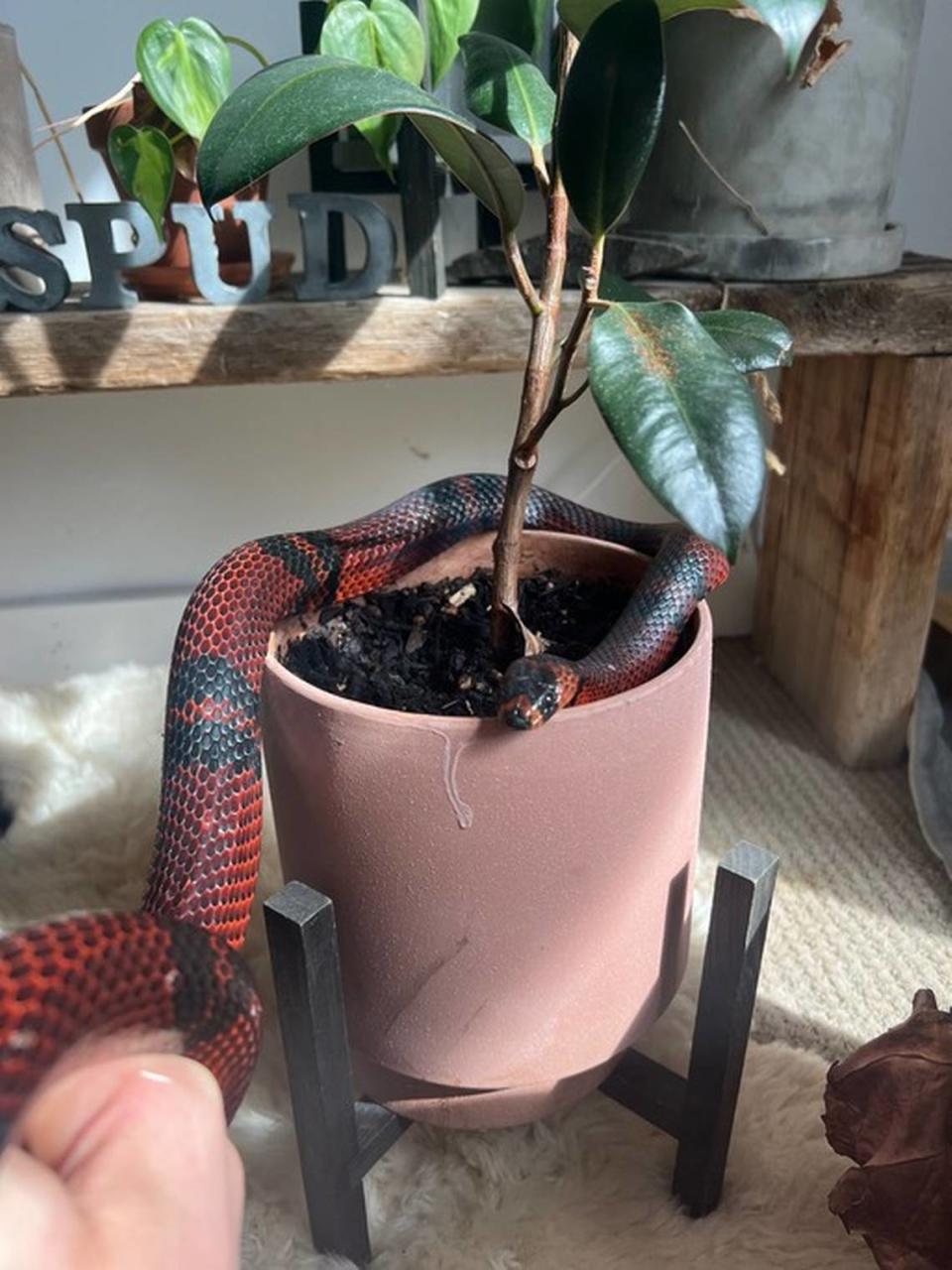 A Honduran milk snake found in a box dropped of at Goodwill was rescued by Blue Mountain Wildlife Rehabilitation and Education in Pendleton.