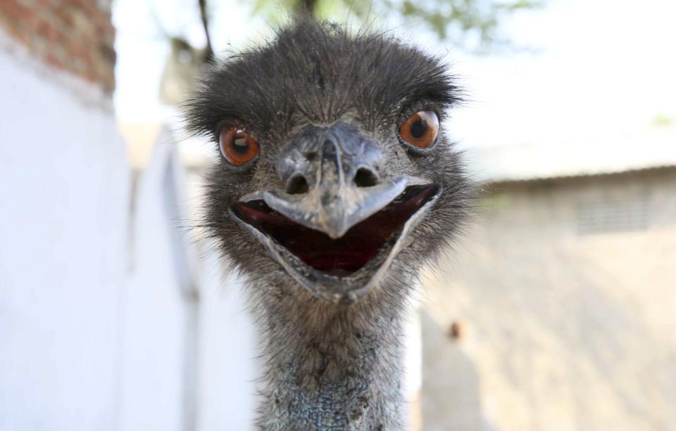 An emu that strayed into a village in India smiles for the camera. (Getty Images)