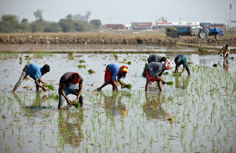 Farmers plant saplings in a paddy field on the outskirts of Ahmedabad