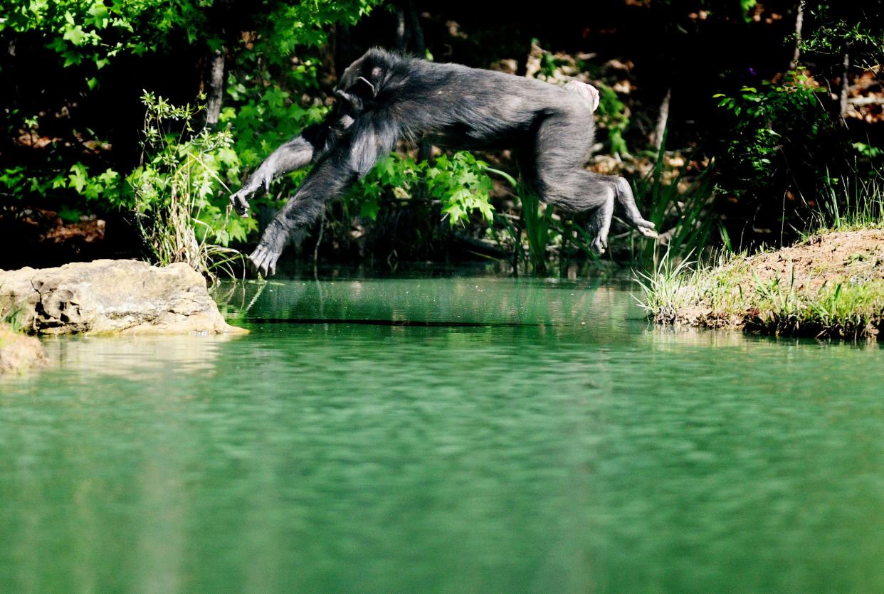 The Chimp Haven Chimpanzee Discovery event Saturday morning, April 13, 2024 in Eddie D. Jones Nature Park in Keithville, Louisiana.