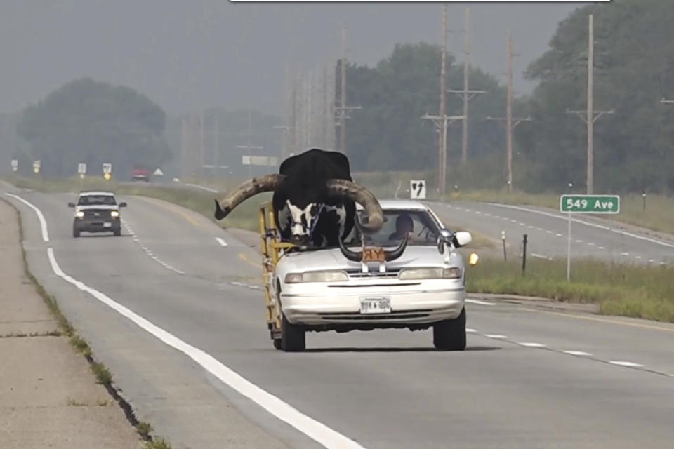 This photo provided by News Channel Nebraska, a Watusi bull named Howdy Doody rides in the passenger seat of a car owned by Lee Meyer on Wednesday, Aug. 30, 2023 in Norfolk, Neb. The car that Meyer has been driving in parades across the area for years has half the windshield and roof removed to make room for his bull to ride along. (News Channel Nebraska via AP)