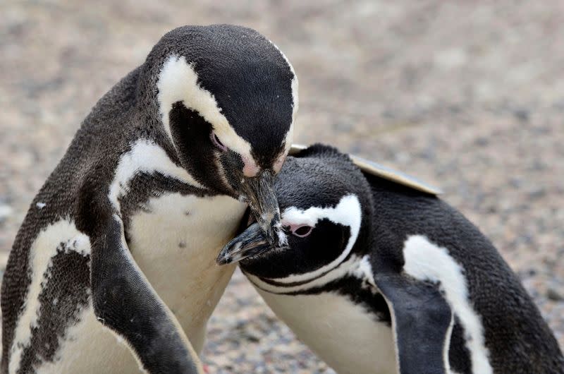 FILE PHOTO: Magellanic penguins interact at the Punta Tombo fauna reservation in Chubut province