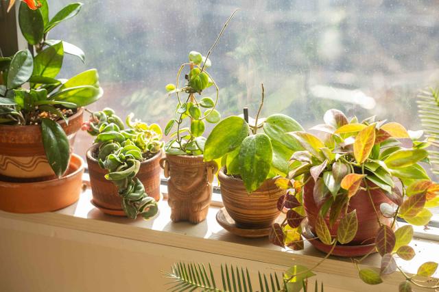 5 Reasons Hoyas Are the Worst Houseplant