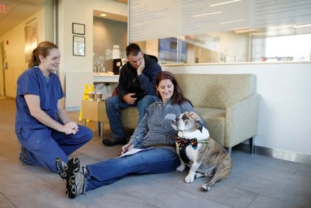Moose, a six-year old English Bulldog with B-cell lymphoma, waits to receive trial medical treatment at the Tufts Veterinary Medical School