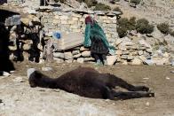 Una mujer llora desconsolada tras descubrir la muerte de su burro por mala salud en Ait Sghir, en el Alto Atlas de Marruecos. Este tipo de animales se suelen usar como principal medio de transporte de mercancías y alimentos, ya que las carreteras son muy rocosas para otro tipo de vehículos.