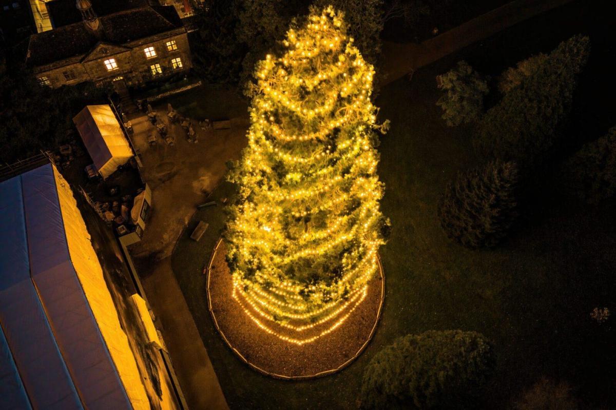 Tallest Living Christmas Tree