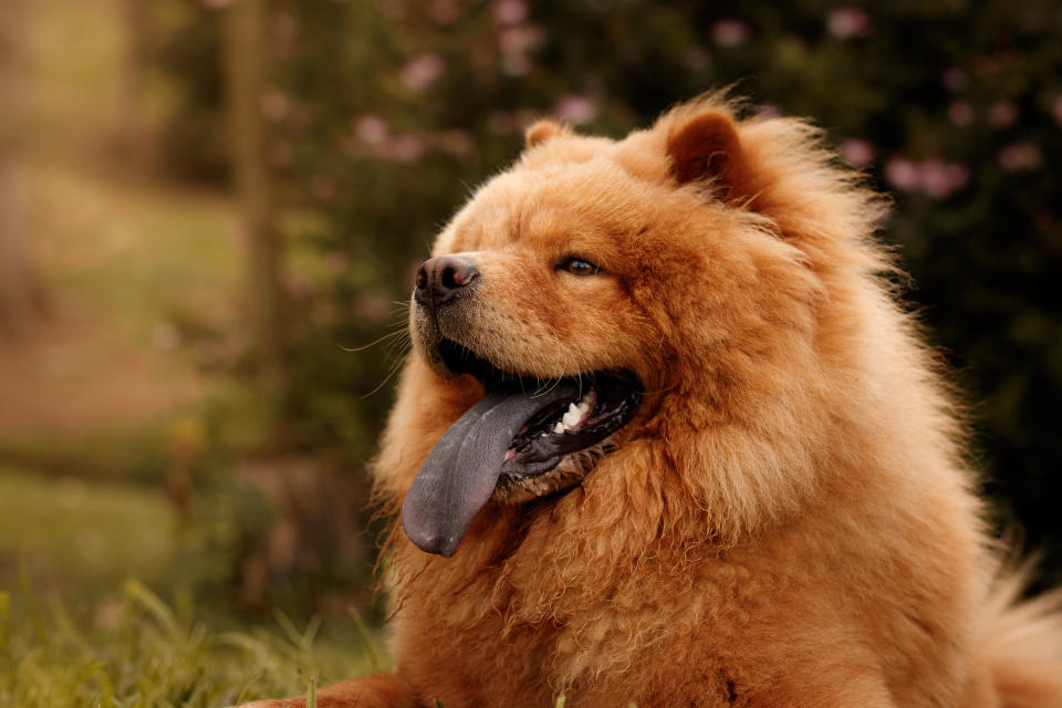 Chow-chow (Getty Images/iStockphoto)