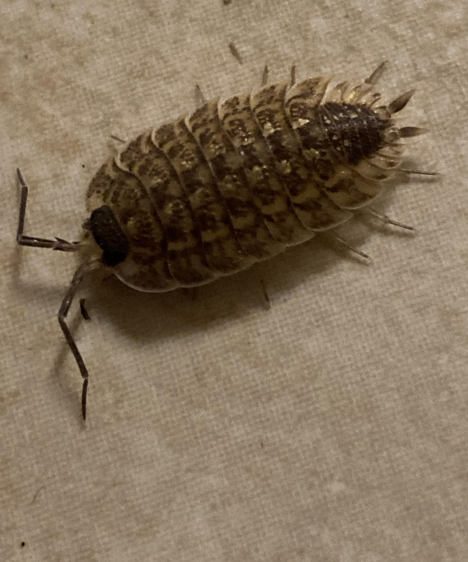 A close-up image of a woodlouse inside the house