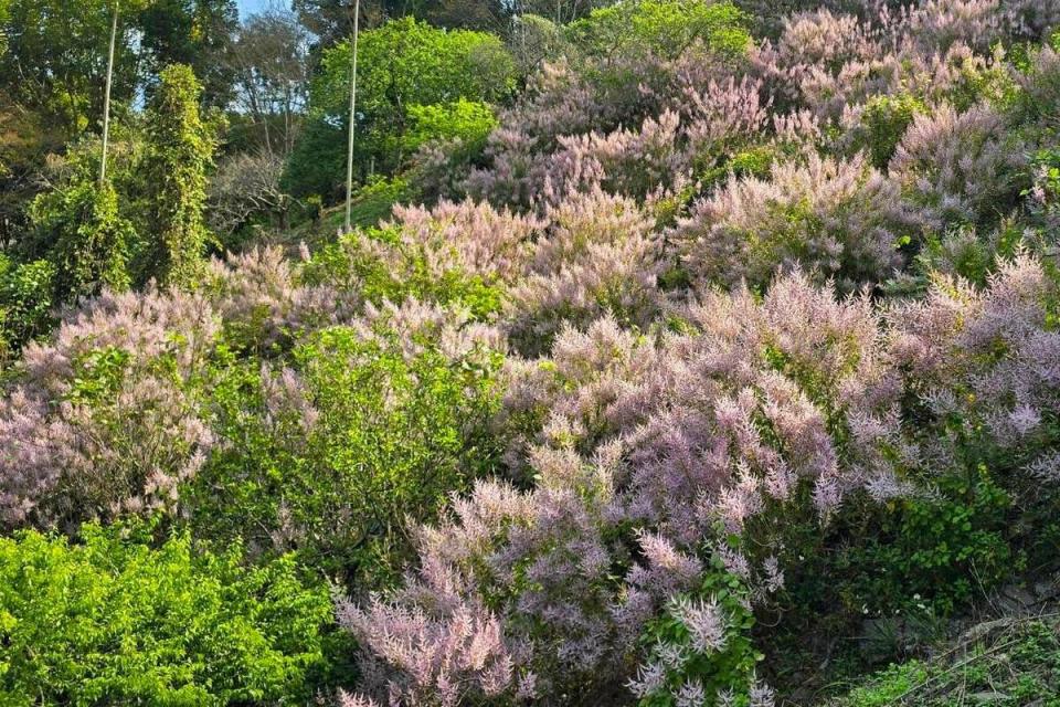 竹林休閒農業園區盛開的麝香木。   圖：高雄市觀光局/提供