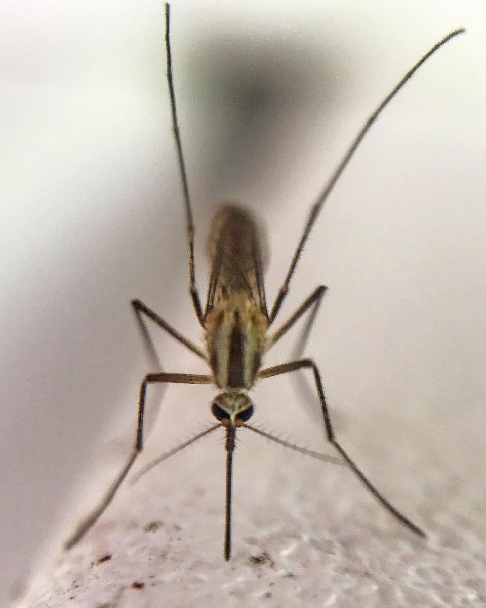A mosquito settles in for a feast in North Central Ohio during the summer of 2019.