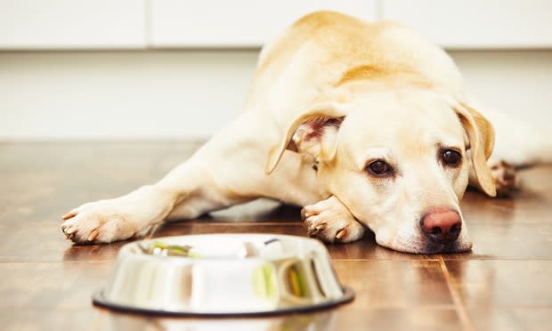 Yellow lab with empty food bowl. Shutterstock.com